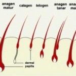 ciclul de crestere al parului uman